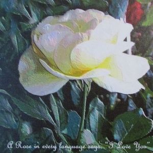 HOME DECOR: CANVAS ART OF A ROSE